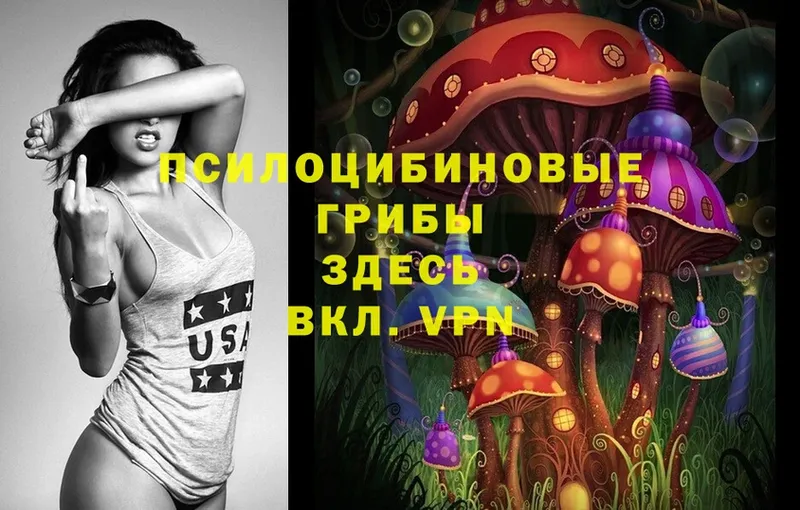 что такое   Знаменск  Псилоцибиновые грибы MAGIC MUSHROOMS 